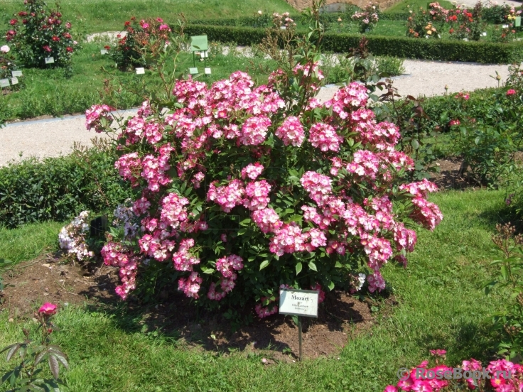 Роза Моцарт.фото из свободного доступа.