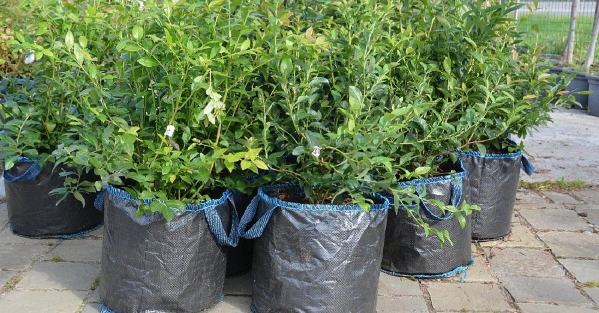 Фото из интернета.