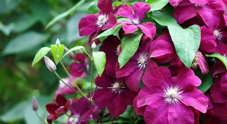      Клематис фото