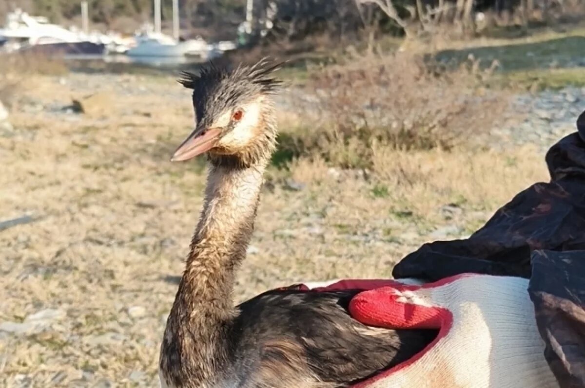    Рязанка отправилась в Анапу спасать птиц от экологической катастрофы