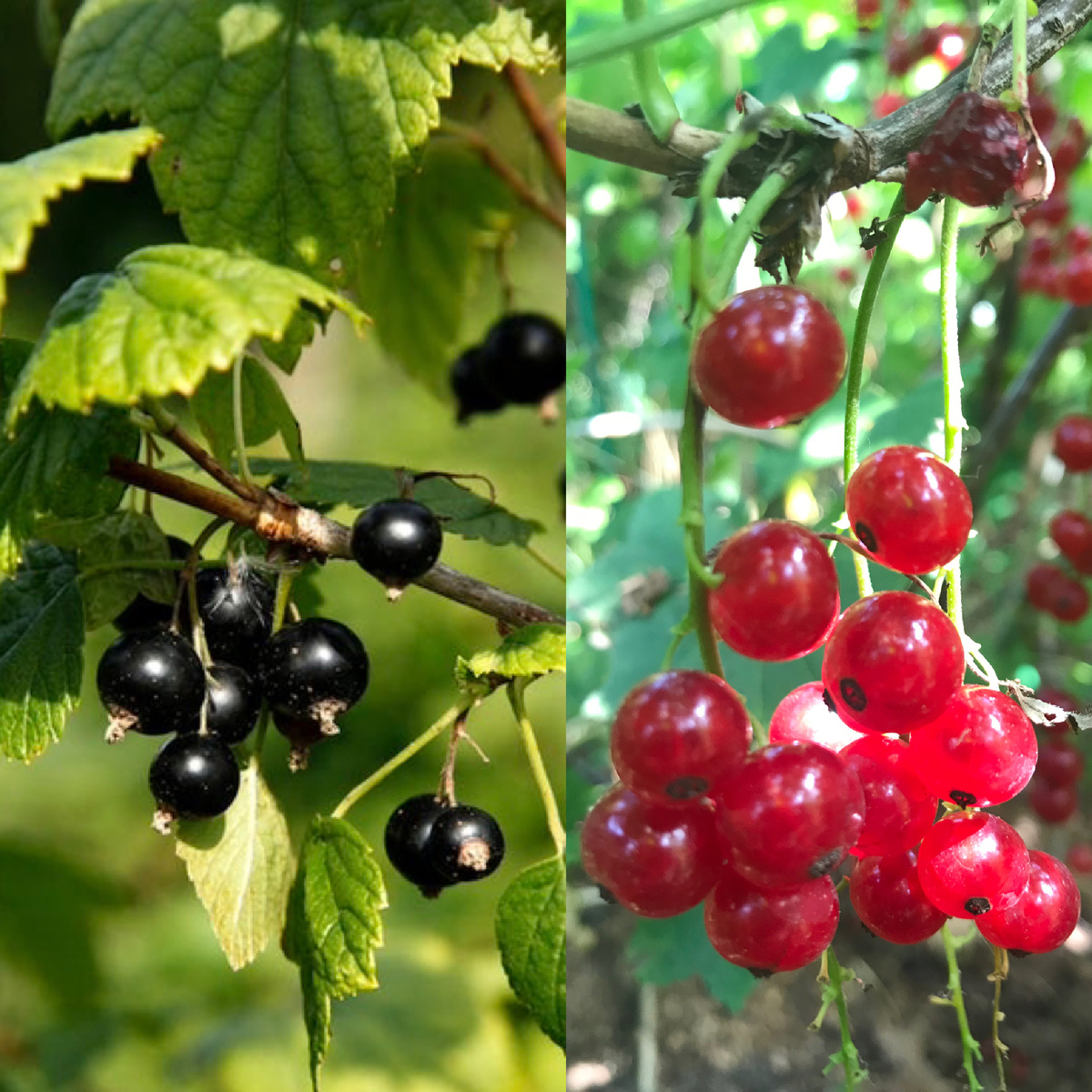 черная и красная смородина