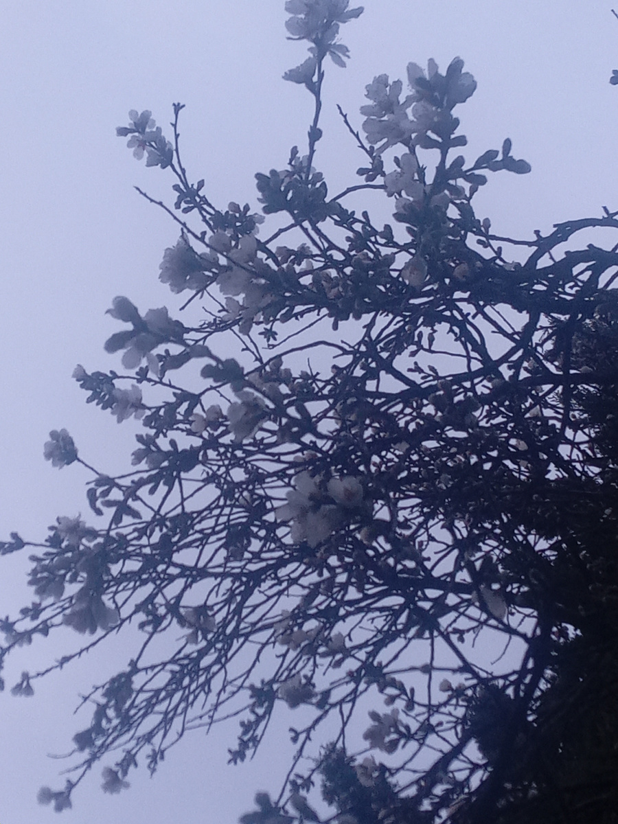 Цветёт миндаль. На улице -1