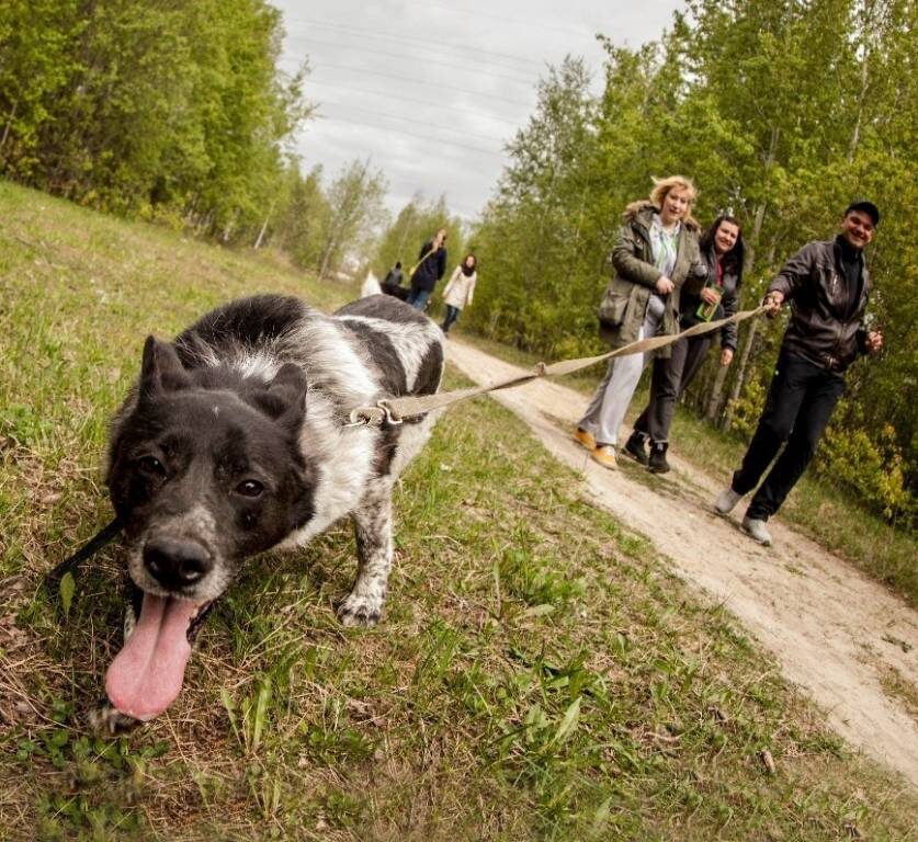    В Сургуте появилась льготная стерилизация собак для малоимущих