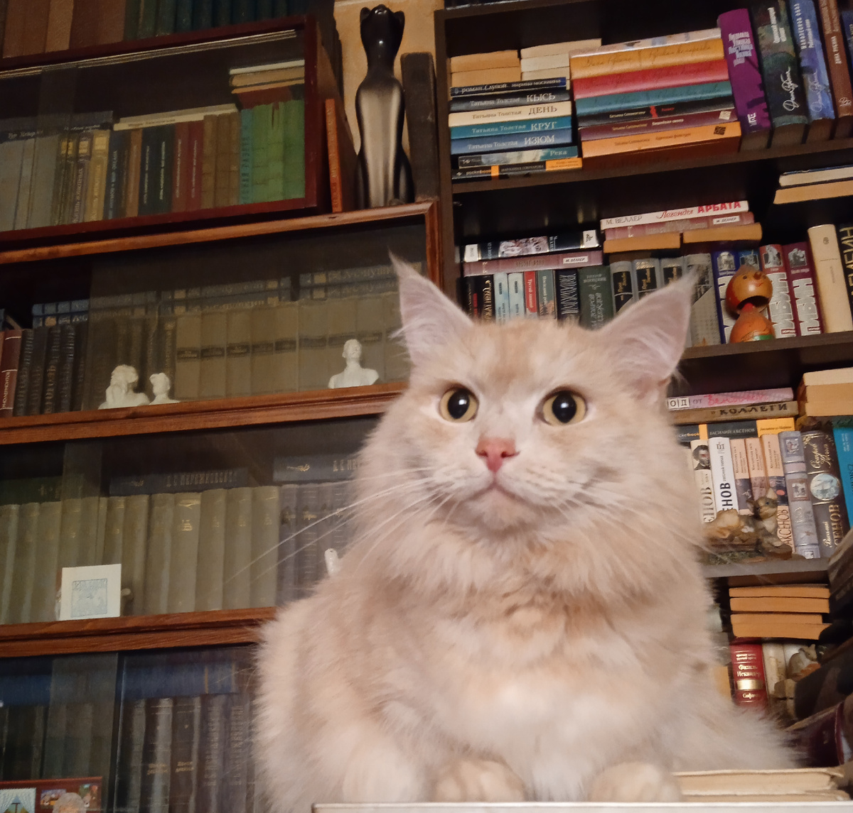 Главный архивариус библиотеки Тихон Шеврикука. 