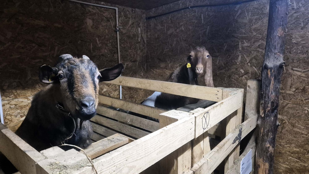 Стоимость экскурсии на ферму — от 600 руб. Местные козы очень общительные и любят гостей. Листайте галерею, чтобы увидеть ещё фото