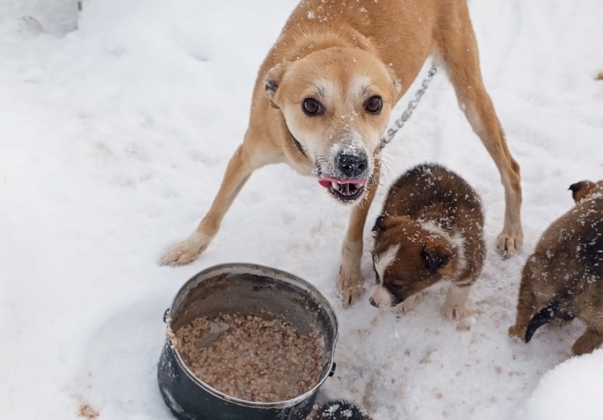Фото: ОЗЖ «Преданность»