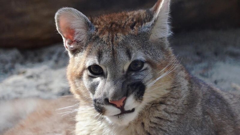     Пума Эри Новосибирский зоопарк