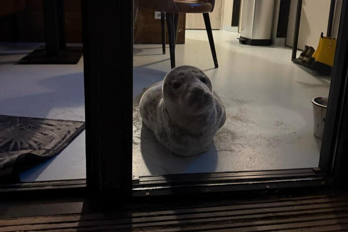 Фото: Stichting Dierenwelzijn Zeeland / Facebook*

*принадлежит Meta, которая признана в России экстремистской и запрещена