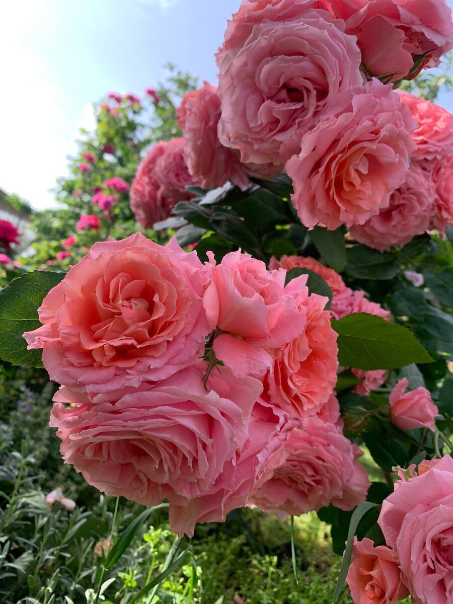  Институт Люмьер селекции Жан-Батиста Гийо-младшего