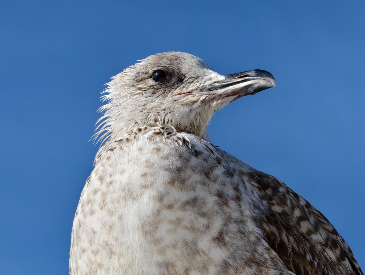 "Я слежу за тобой"... 