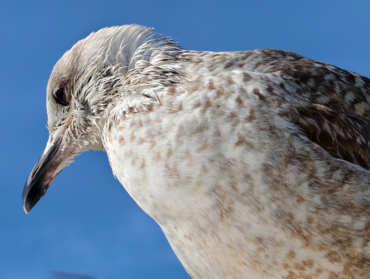 "Благородный профиль"