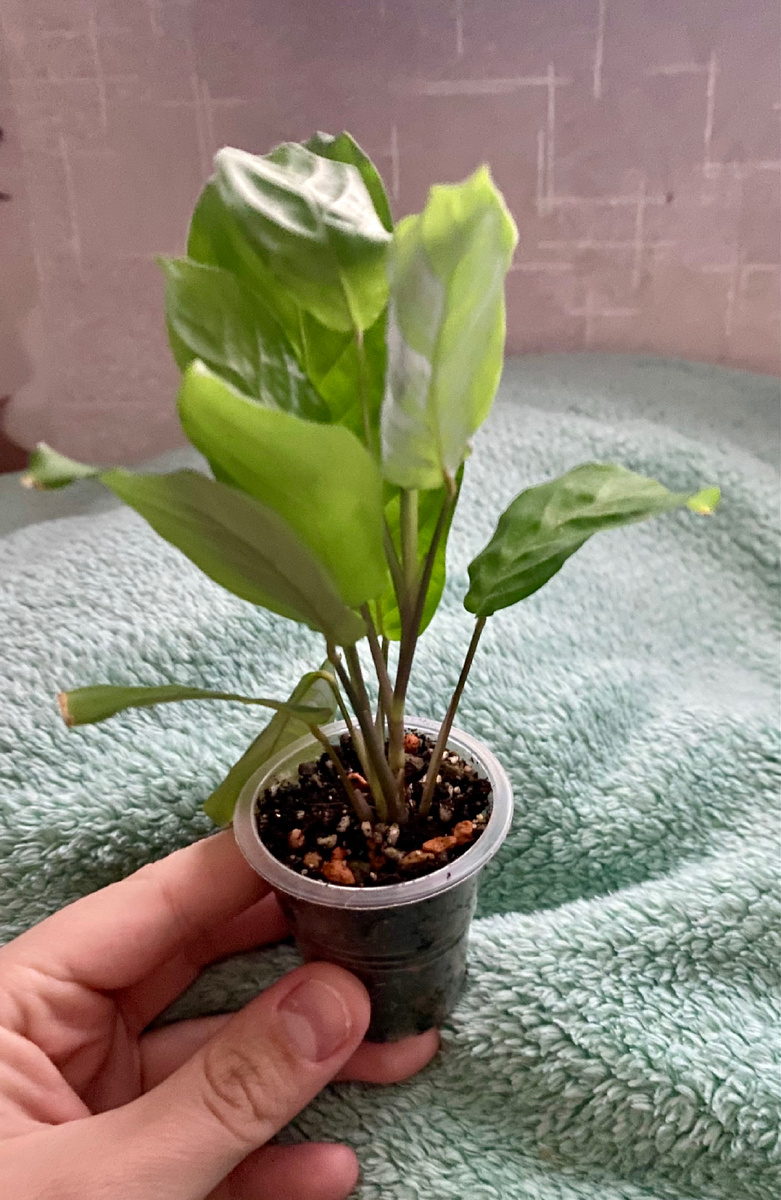 Из личного архива , малыш маранты в момент настического движения листьев