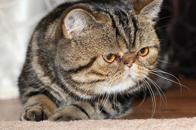 Фото из доступного источника