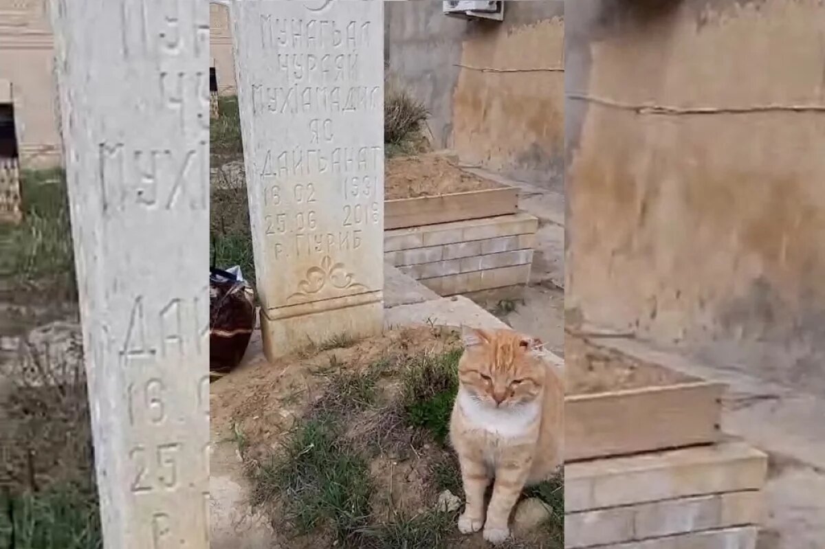    Внук бабушки, на чьей могиле в Дагестане жил кот, опроверг историю Хатико