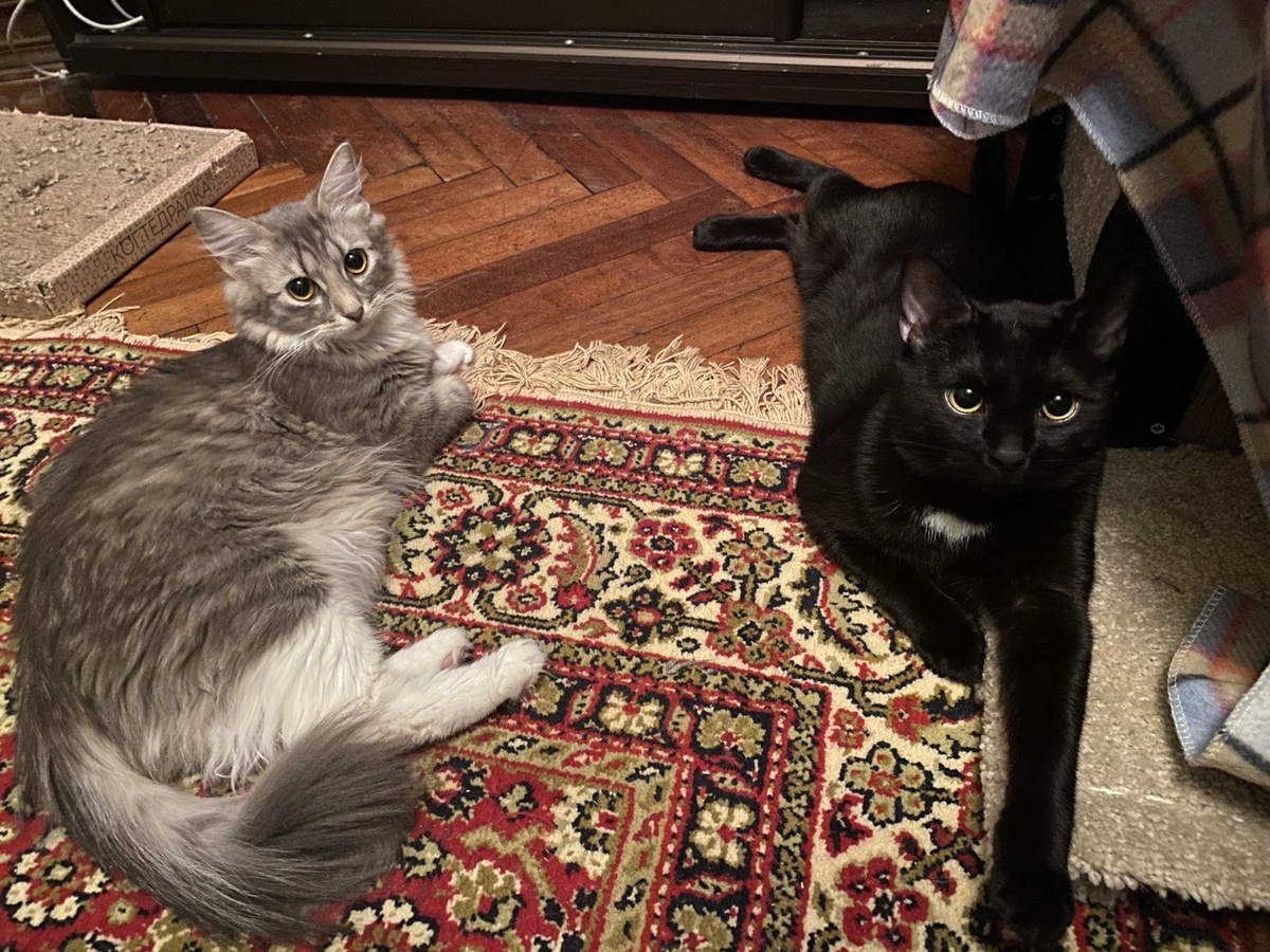 Родители Шпрота