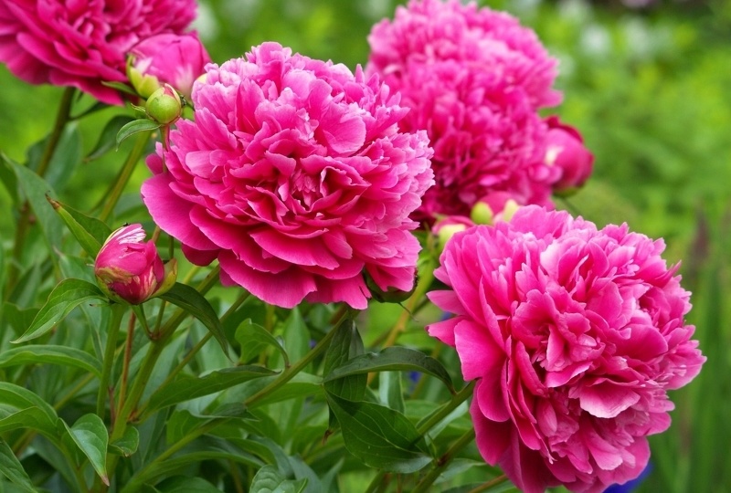 ЧТО ПИОНАМ НЕ ПО НРАВУ: 6 КЛЮЧЕВЫХ ОШИБОК В УХОДЕ