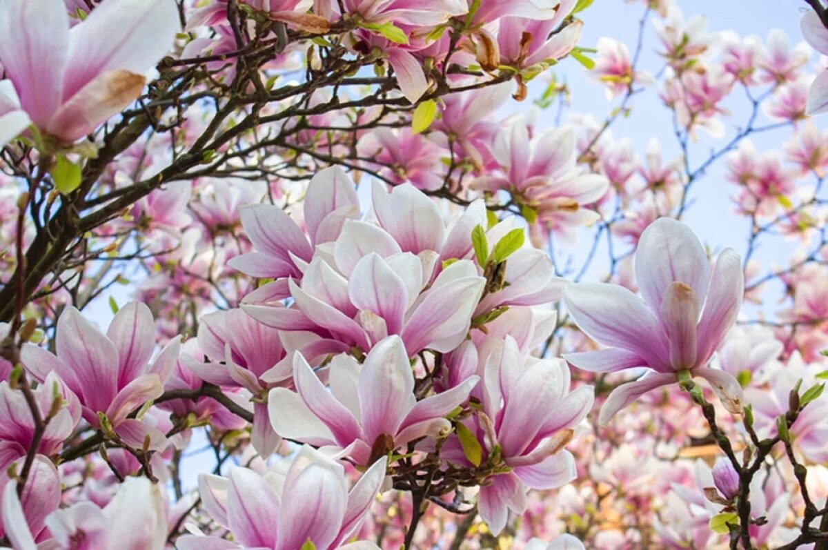    Большие деревья или кусты.