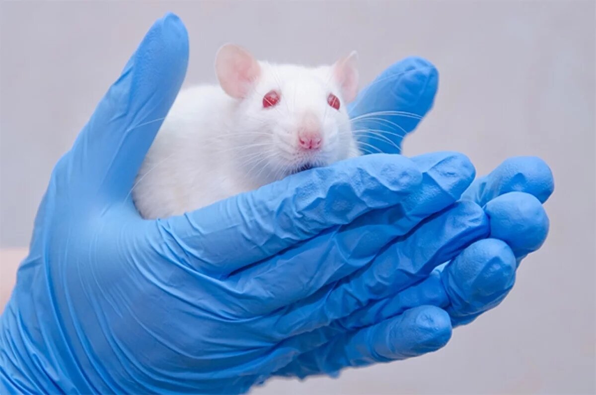    Мэйс: Байден потратил 10 млн долларов на создание трансгендерных животных