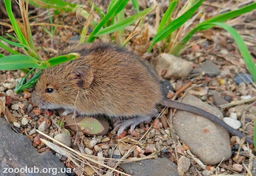 Мышовка. Фото из интнернета