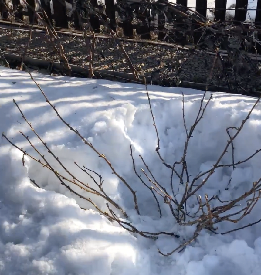 Скрин из моего видео. Весной ОТКАПЫВАЮ свою смородину, а она уже с лопнувшими почками и листочки зеленые виднеются. 