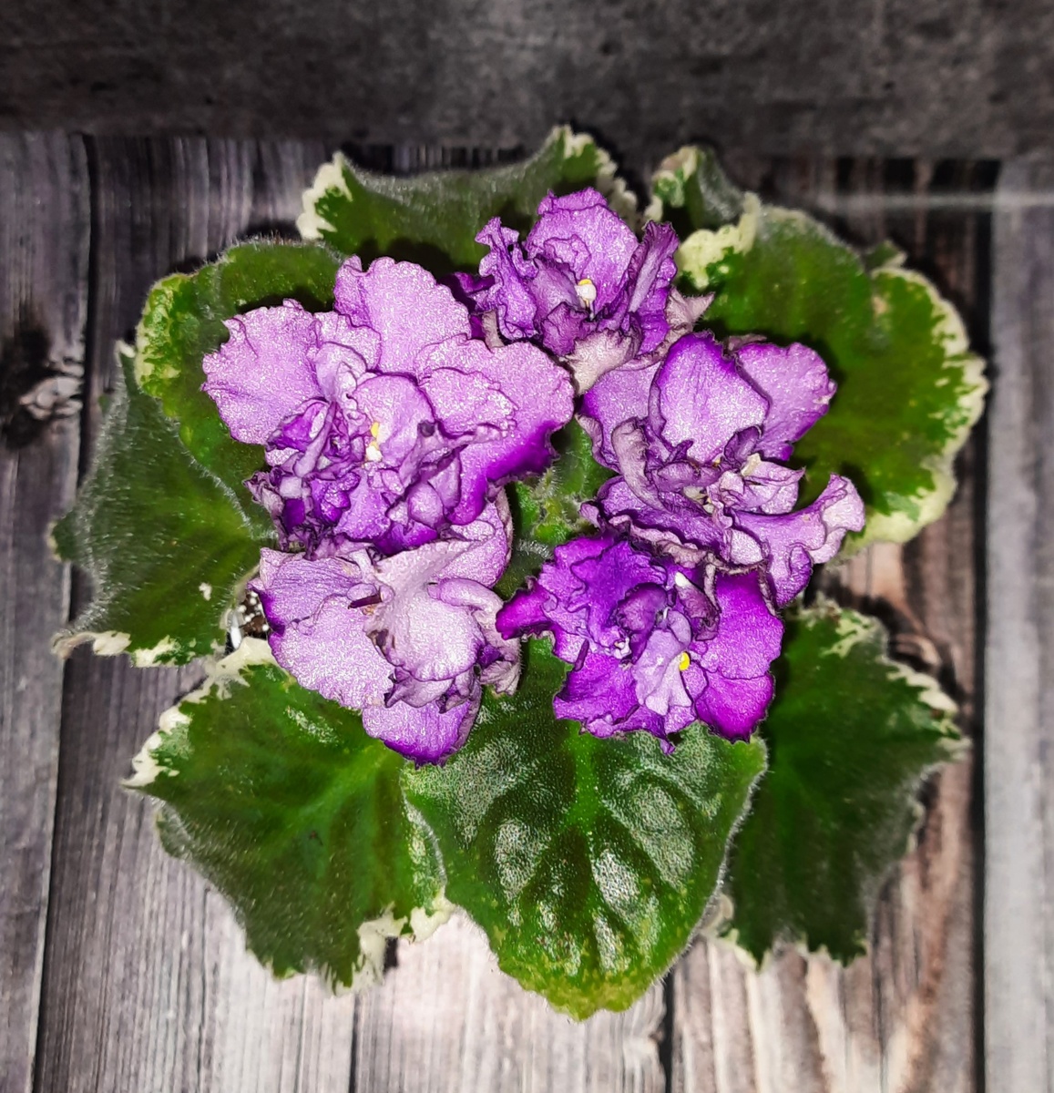 АВ - Акварельная сирень