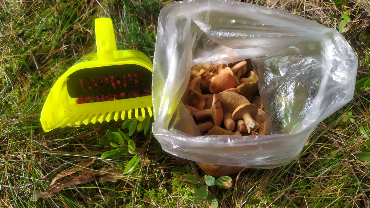 Грибы и ягоды в шаговой доступности