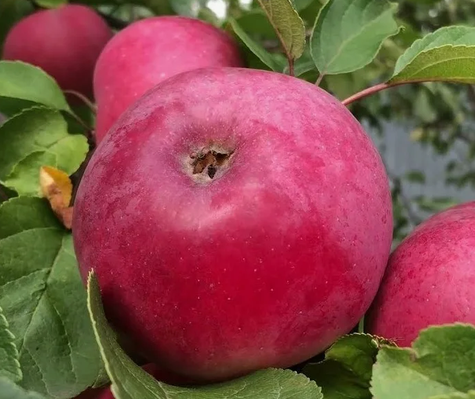 Красивые яблочки