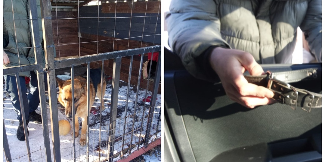 «Пёс наш, ошейник чужой!»: овчарка вернулась к хозяевам спустя 1,5 месяцев «плена»