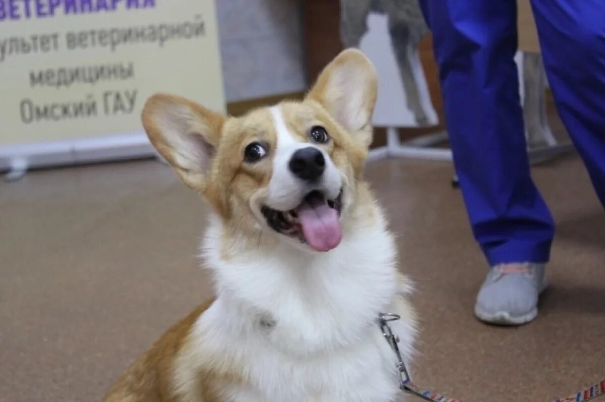    Студенты Омского ГАУ познакомились с профессией ветеринарного фельдшера