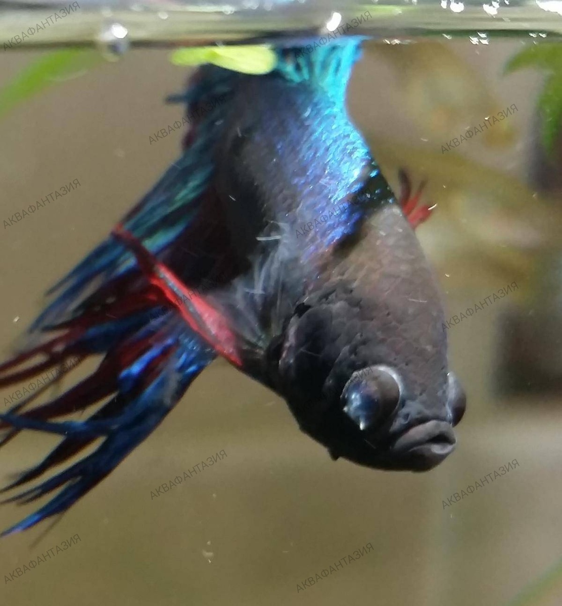 Помутнение глаз