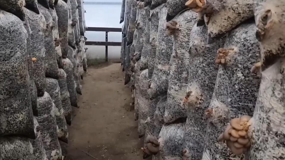 Фото: © Кадр из программы "Купи-продай", РЕН ТВ