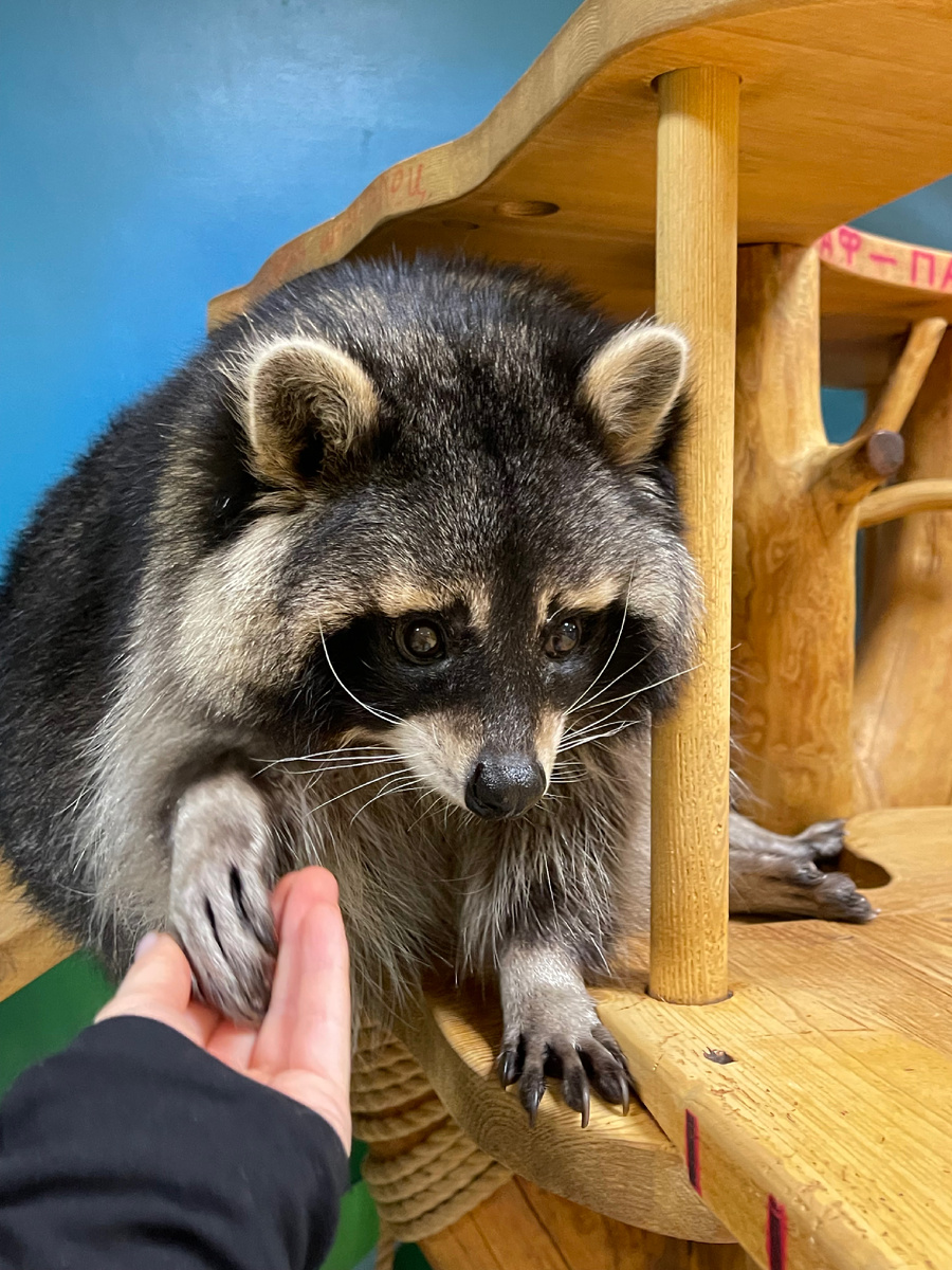 Енот разводит лапками