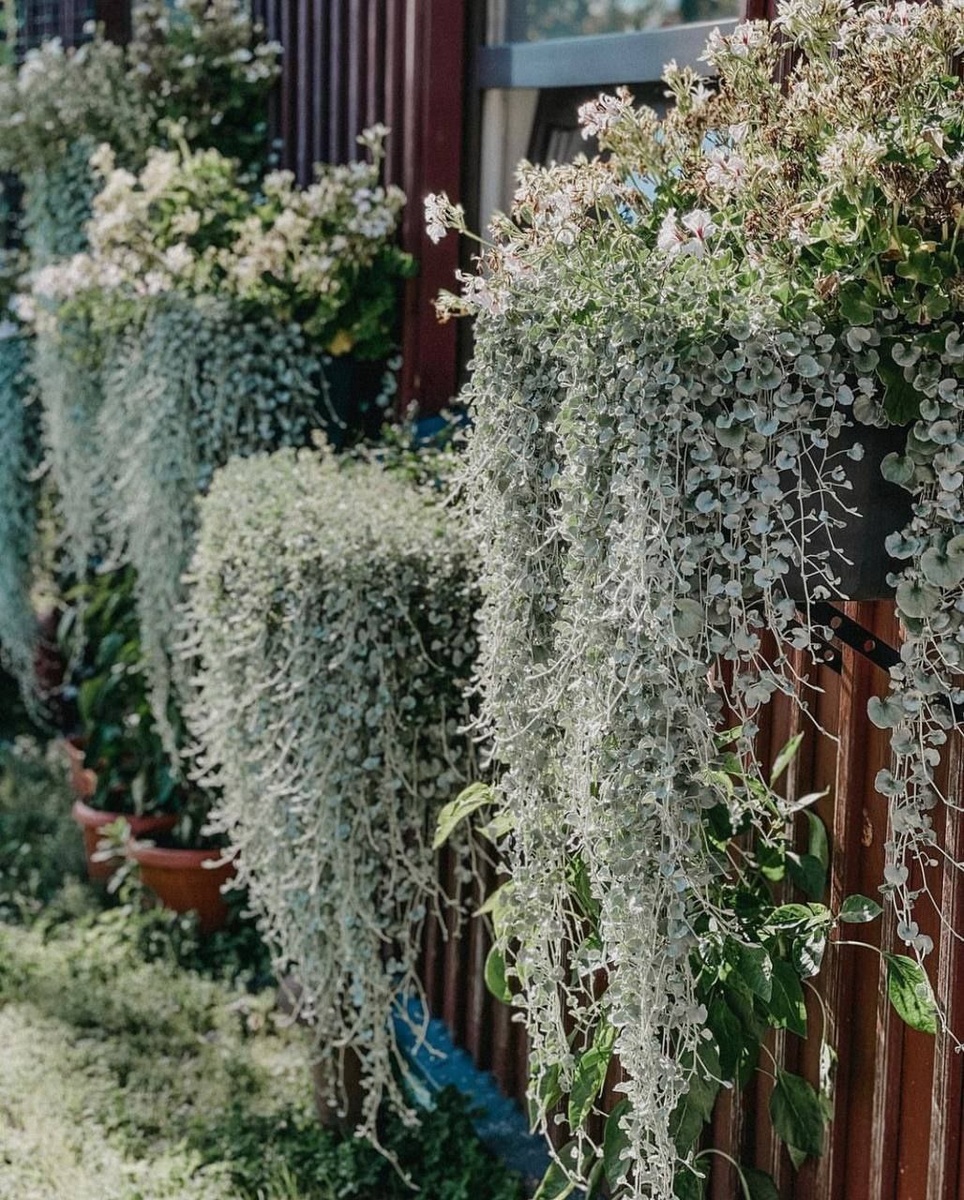 Дихондра Сильвер Фоллс 