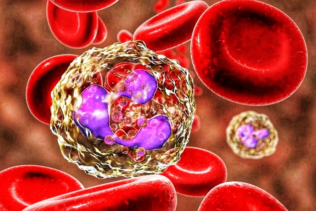 Изображение гранулоцитарного лейкоцита для оформления статьи 