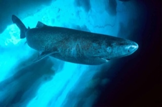 Полярная акула не имеет почек и мочевыводящих путей. Моча выводится через кожу, из-за чего мясо этой акулы становится очень токсичным.