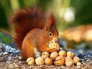 Подсчитали, что около миллиона деревьев на земле выросли благодаря белкам, которые зарыли орехи в землю, и забыли, где они это сделали.