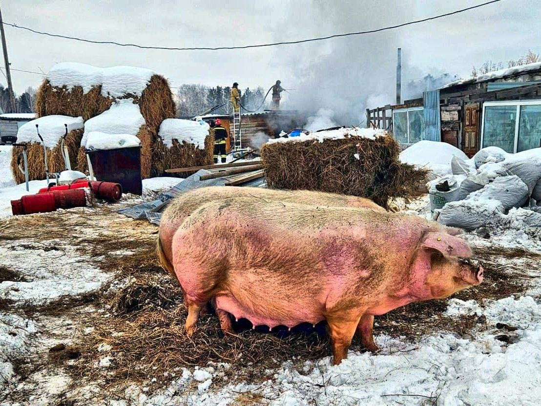    Фото: МЧС России