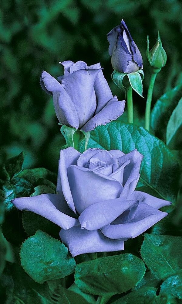 фото из интернета