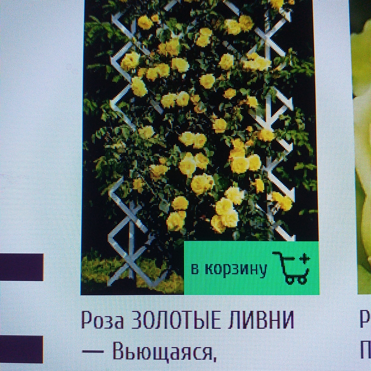 фото из интернета