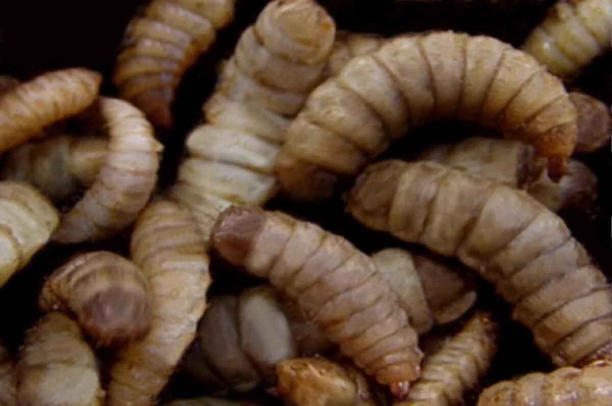    Эксперт Сидоркин: продукты с личинками в Европе вряд ли будут съедобными