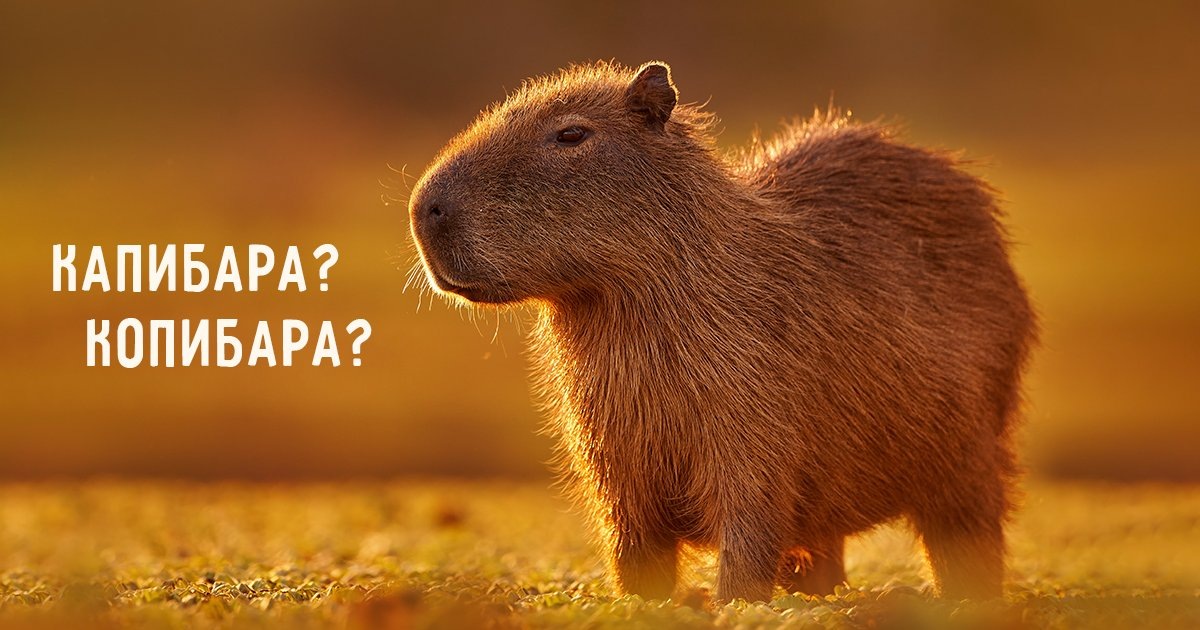 Капибара - «пушистый инфлюэнсер» 2024 года