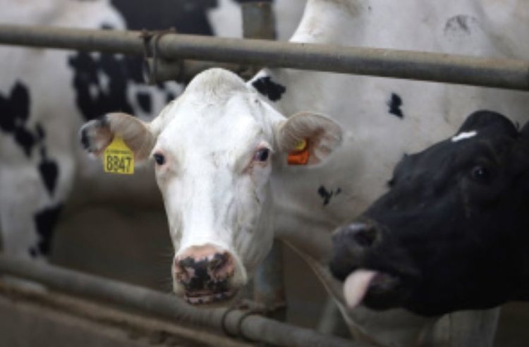    Впервые в Липецкой области средний годовой надой на одну корову превысил 9 тысяч кг