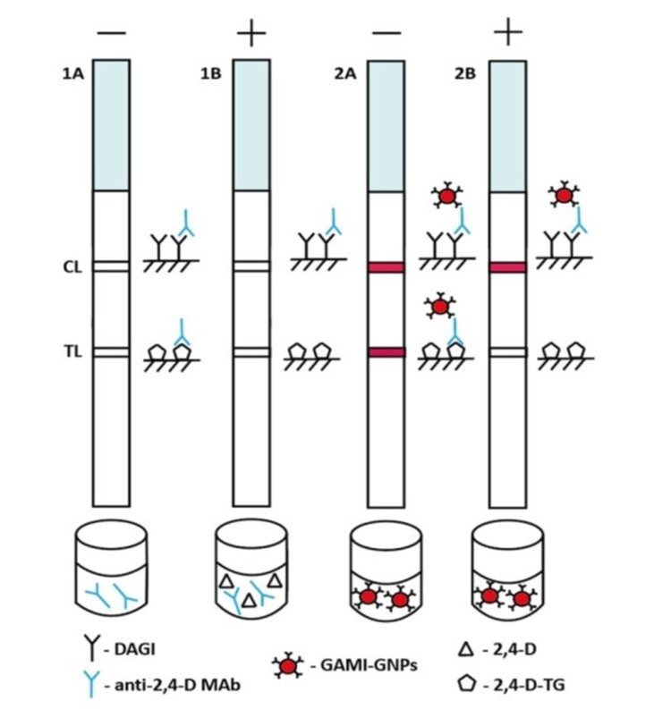     Тест-полоски российских ученых за считанные минуты выявляют гербицид в свежевыжатых соках
