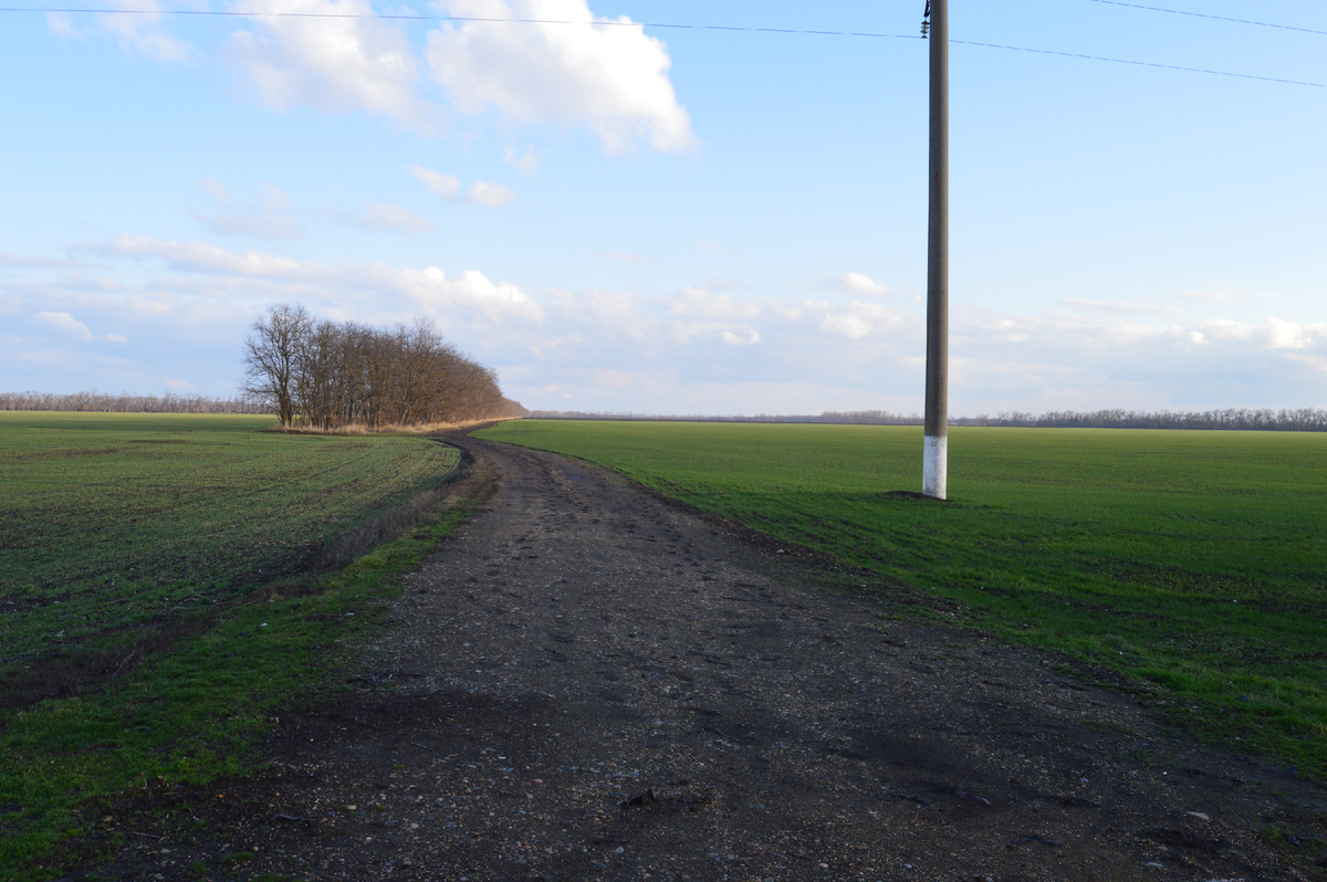 Фото автора. 05.02.2025. Поля агрофирмы. 