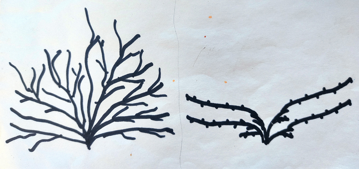 Слева - запущенный куст винограда, справа - этот же куст после восстановительной обрезки - видны четыре рукава с плолдовым звеном (лоза плодоношения и сучок замещения) на каждом)