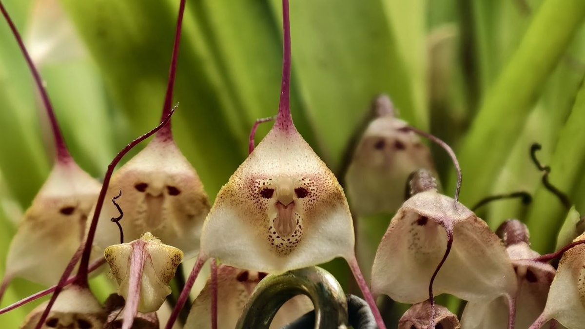 Krugozor / Аптекарский огород / Орхидея Дракула 