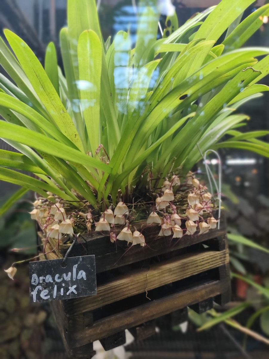 Krugozor / Аптекарский огород / Орхидея Дракула 