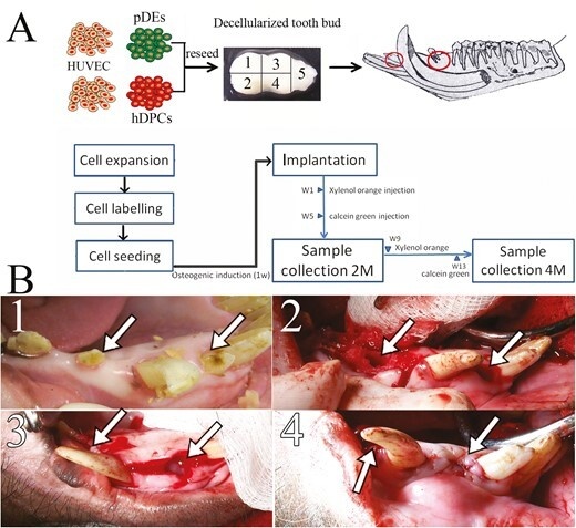 Формирование «зубоподобных структур» наблюдалось у 50% мини-свиней через четыре месяца. Автор: Weibo Zhang, Pamela C Yelick.