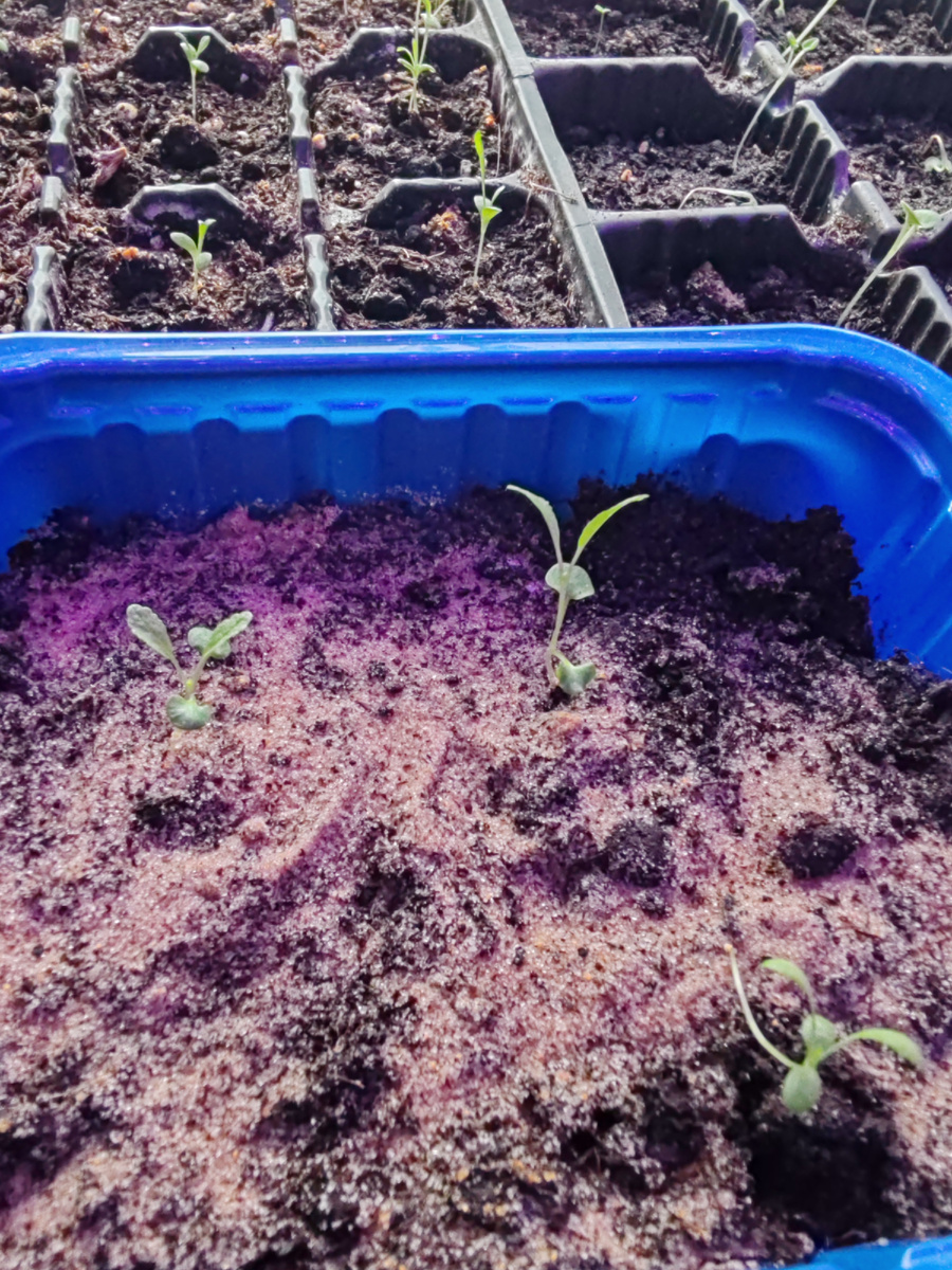 Шалфей Вест фрисланд