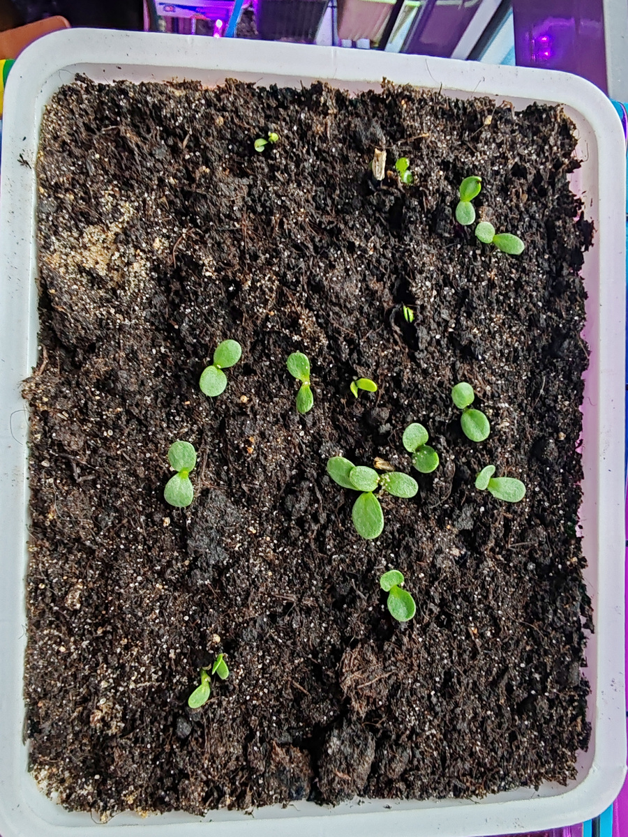 Эзинацея Белый лебедь